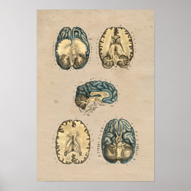 Human Brain Anatomy 1841 Print (Front)