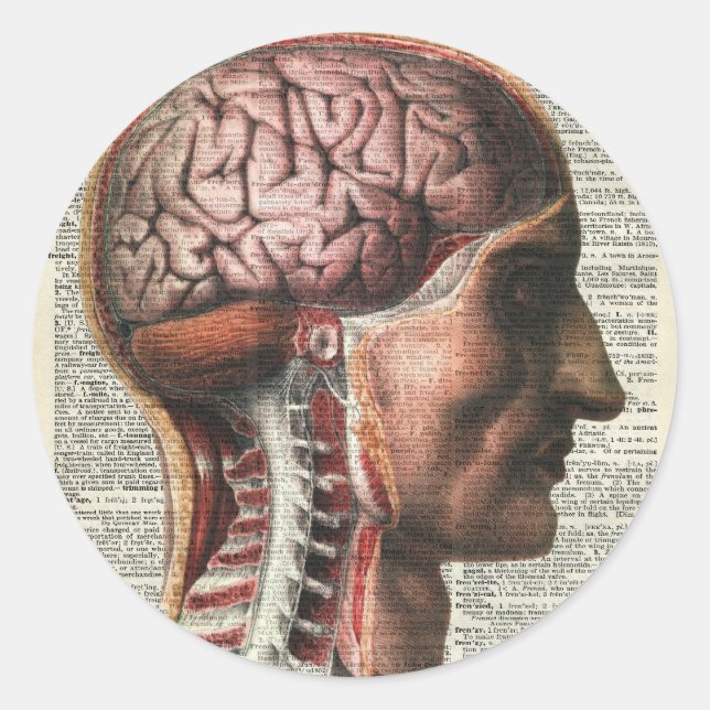 Human Brain Anatomy Classic Round Sticker (Front)