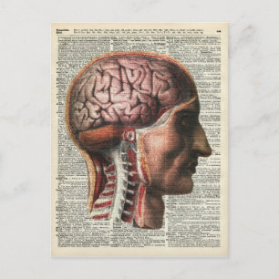 Human Brain Anatomy Postcard