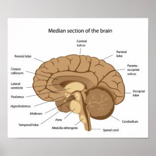 Human brain anatomy Poster
