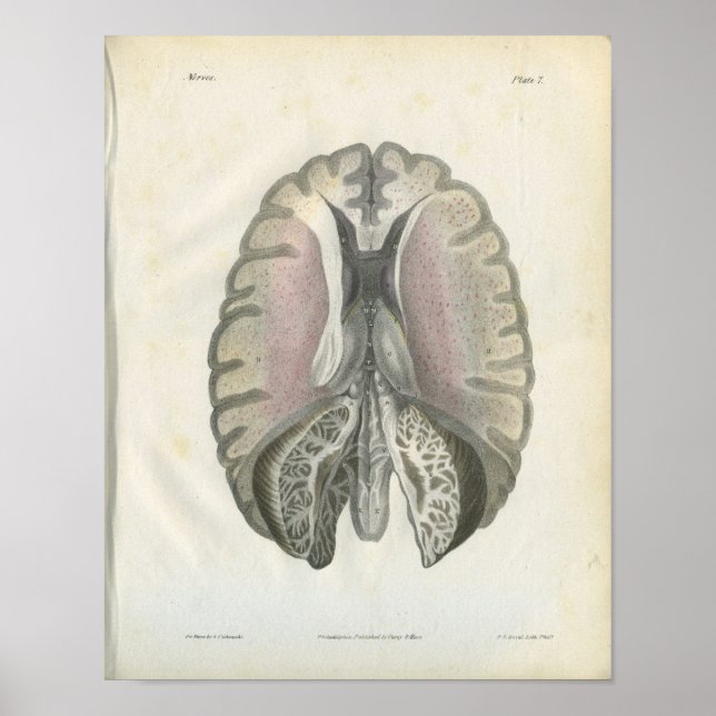 Human Brain Anatomy Print (Front)