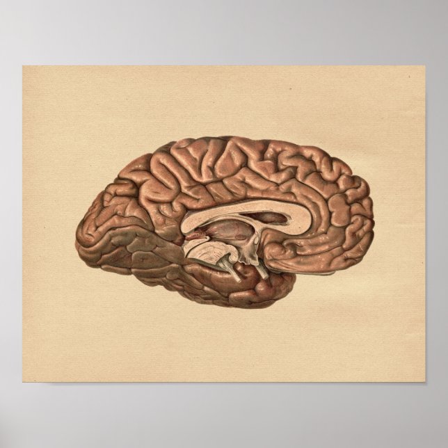 Human Brain Anatomy Vintage Print (Front)