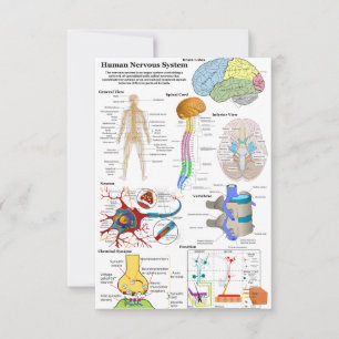 Human Brain and Central Nervous System Diagram