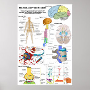 Human Brain and Central Nervous System Diagram Poster