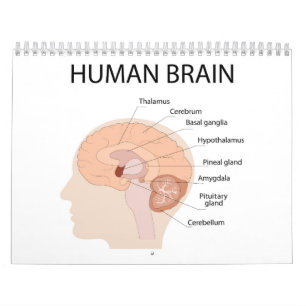 Human brain calendar