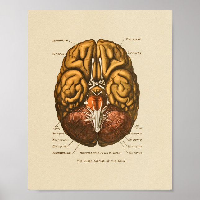 Human Brain Cranial Nerves Anatomy Print (Front)