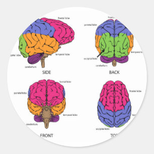 Human brain from all sides classic round sticker