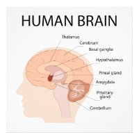 Human brain