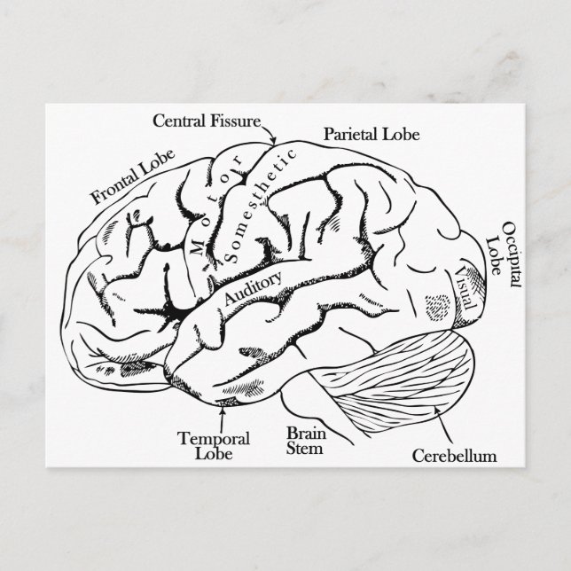 Human Brain Postcard (Front)