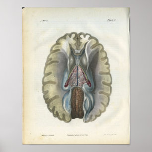 Human Brain Vintage Anatomy Print