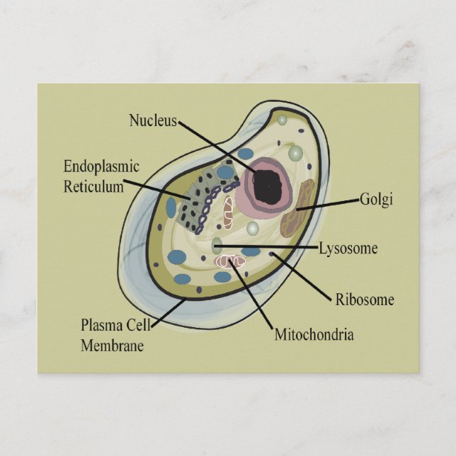 Human Cell Biology T-Shirts Postcard (Front)