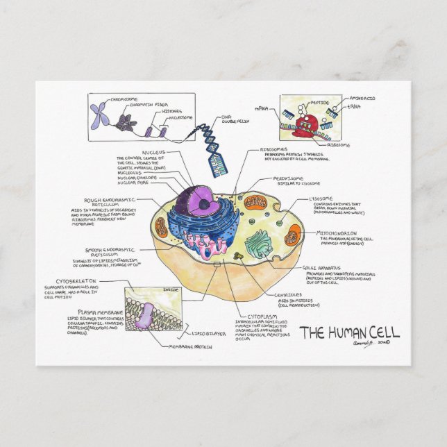 Human Cell Postcard (Front)