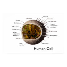 Human Cell poster
