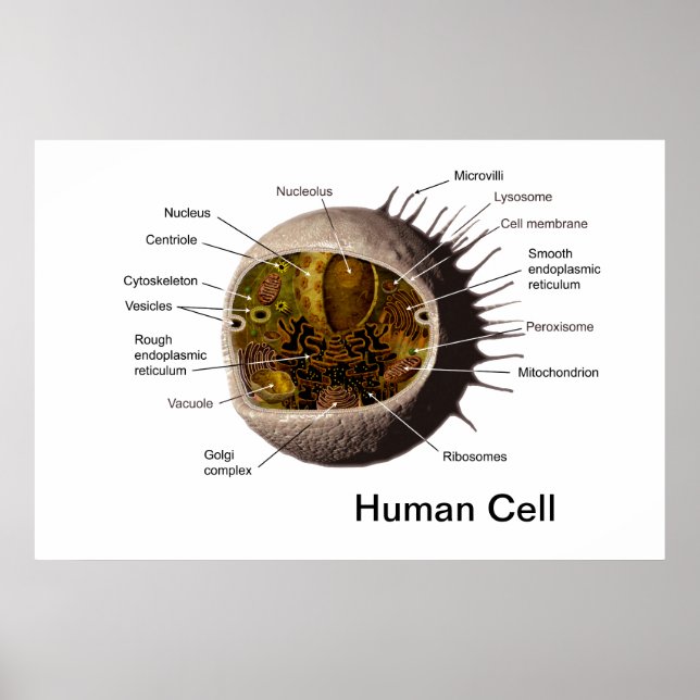 Human Cell poster (Front)