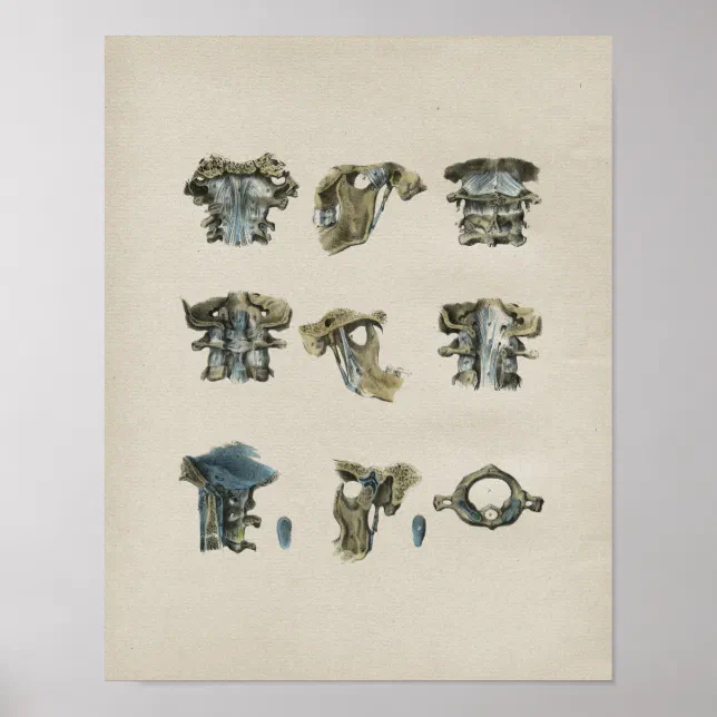Human Cervical Spine Anatomy Vintage Print | Zazzle