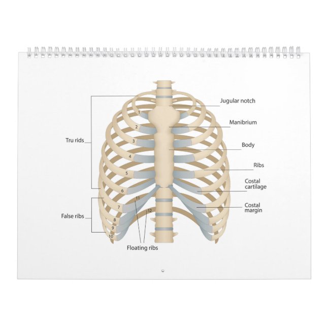Human chest anatomy calendar (Cover)