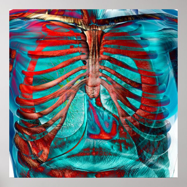 Human chest poster (Front)