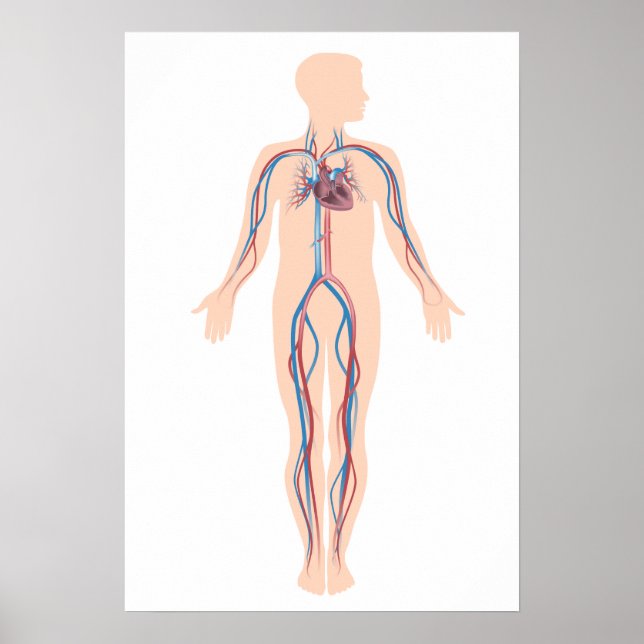 Human circulation system poster (Front)