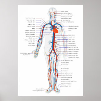 Human Circulatory System Anterior View Diagram Poster