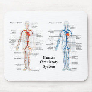 Human Circulatory System of Arteries and Veins Mouse Pad