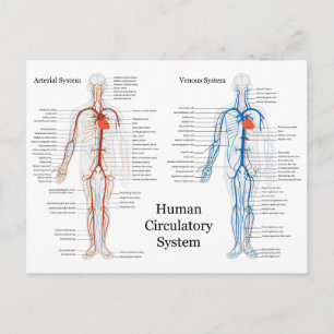 Human Circulatory System of Arteries and Veins Postcard
