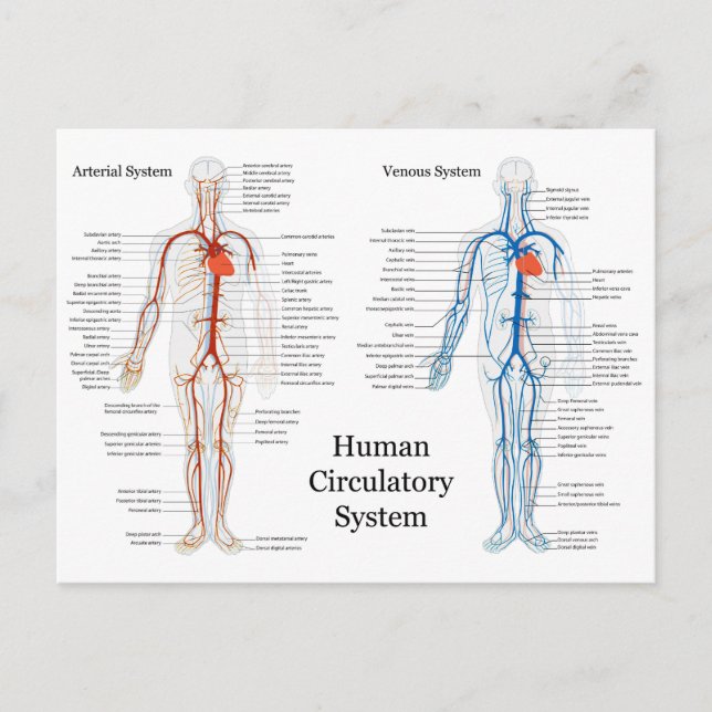 Human Circulatory System of Arteries and Veins Postcard (Front)