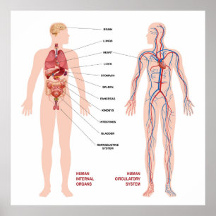 Human Circulatory System Poster