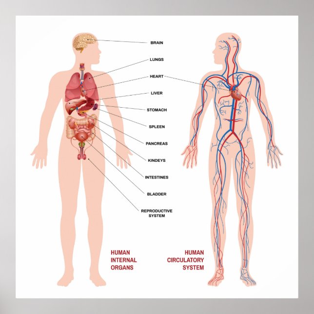 Human Circulatory System Poster (Front)