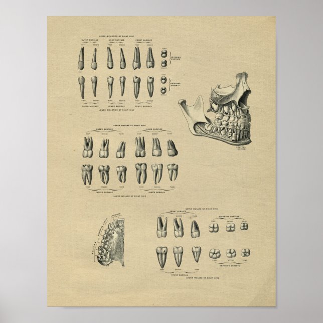 Human Dental Anatomy 1902 Vintage Print (Front)