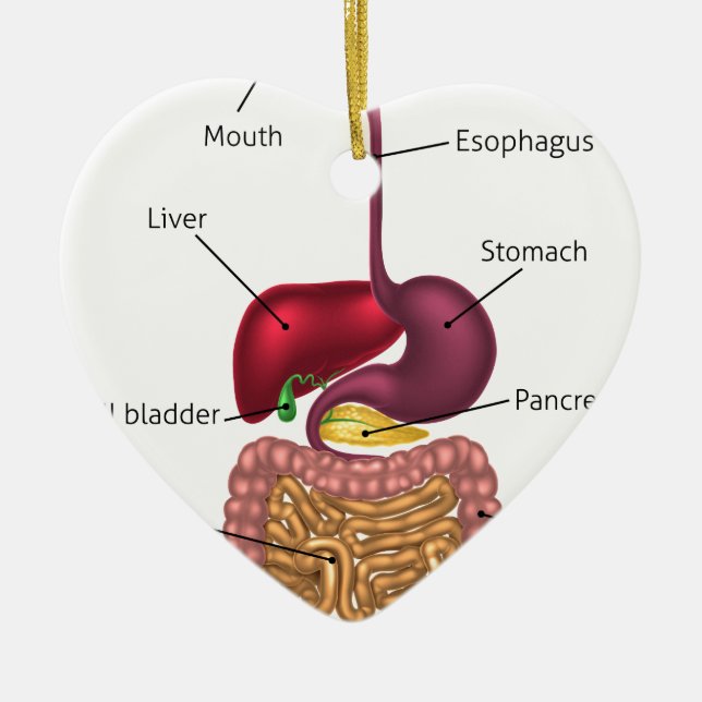 Human Digestive Tract System Ceramic Ornament (Front)