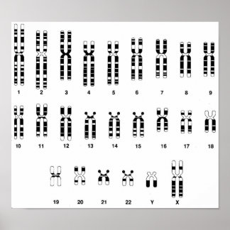 Human DNA Poster