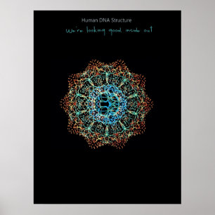 Human DNA Poster