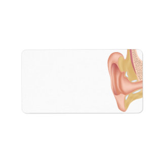 Human ear anatomy blank Label