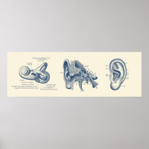 Human Ear Anatomy Diagram Poster