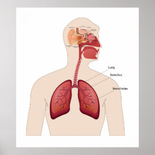 Human ear Anatomy  Poster