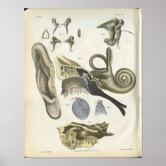 Human Ear Anatomy Print (Front)