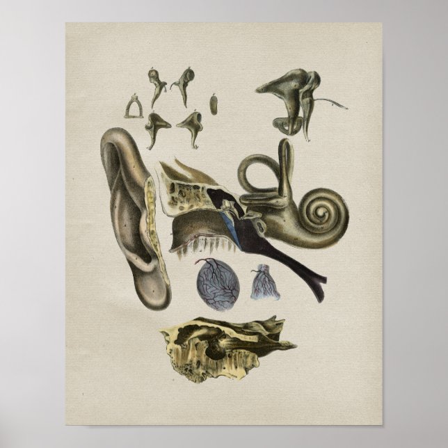 Human Ear Anatomy Vintage Print (Front)