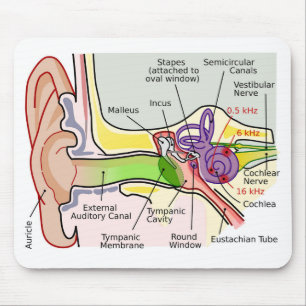 Human Ear Cochlear Frequency Mapping Diagram  Mouse Pad