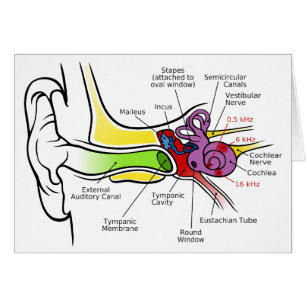 Human Ear Diagram with Cochlear Frequency Mapping