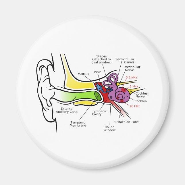 Human Ear Diagram with Cochlear Frequency Mapping Magnet (Front)