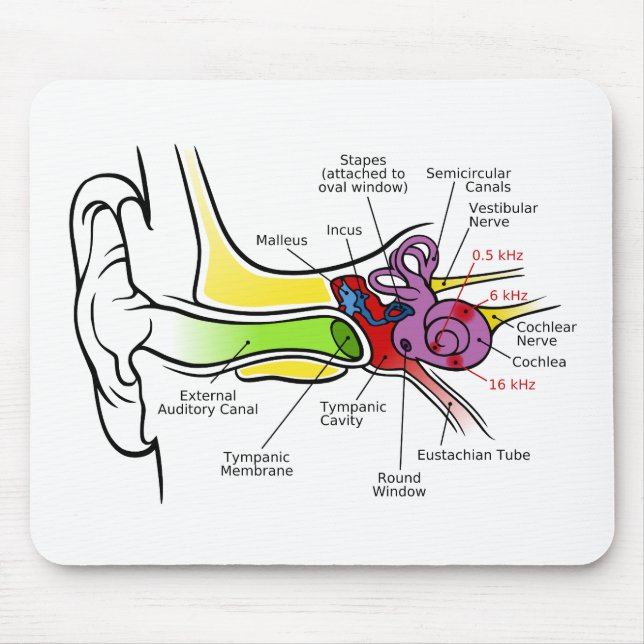 Human Ear Diagram with Cochlear Frequency Mapping Mouse Pad (Front)