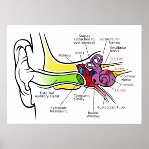 Human Ear Diagram with Cochlear Frequency Mapping Poster