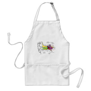 Human Ear Diagram with Cochlear Frequency Mapping Standard Apron