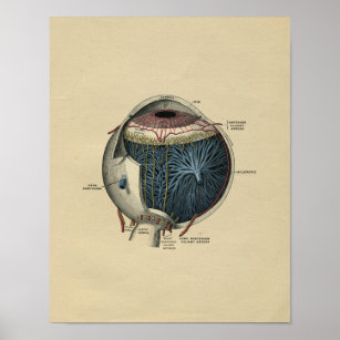 Human Eye Anatomy 1902 Vintage Print