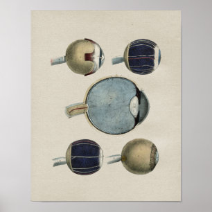 Human Eye Anatomy Vintage Print