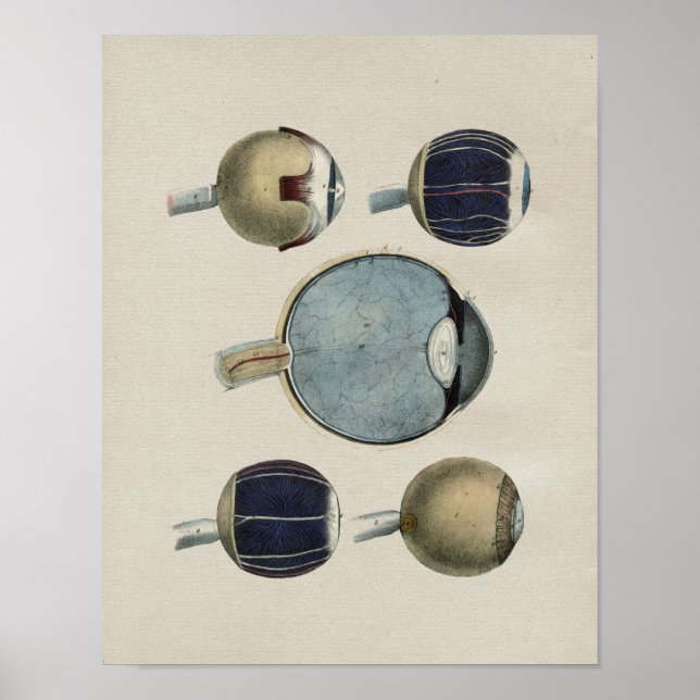 Human Eye Anatomy Vintage Print (Front)