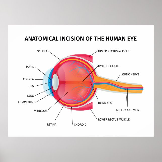 Human Eyeball Anatomy  Poster (Front)