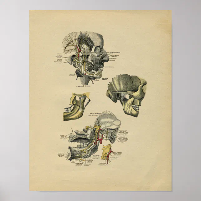 Human Face TMJ Anatomy 1902 Vintage Print | Zazzle