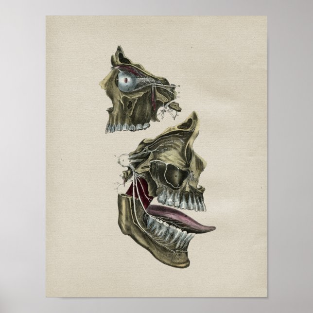 Human Facial Nerves Anatomy Vintage Print (Front)