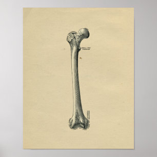 Human Femur Anatomy 1902 Vintage Print